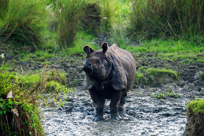 Wildlife Tours In Nepal Jungle Safari Tours Nepal Trekking Agency