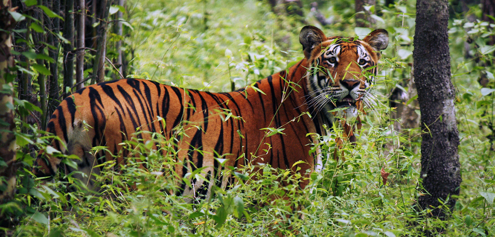 Annapurna Trek with Chitwan Jungle Safari