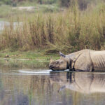 Banke National Park Tour