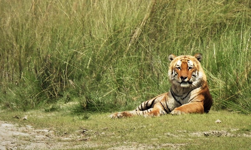 Bardia Tiger Tracking Tour