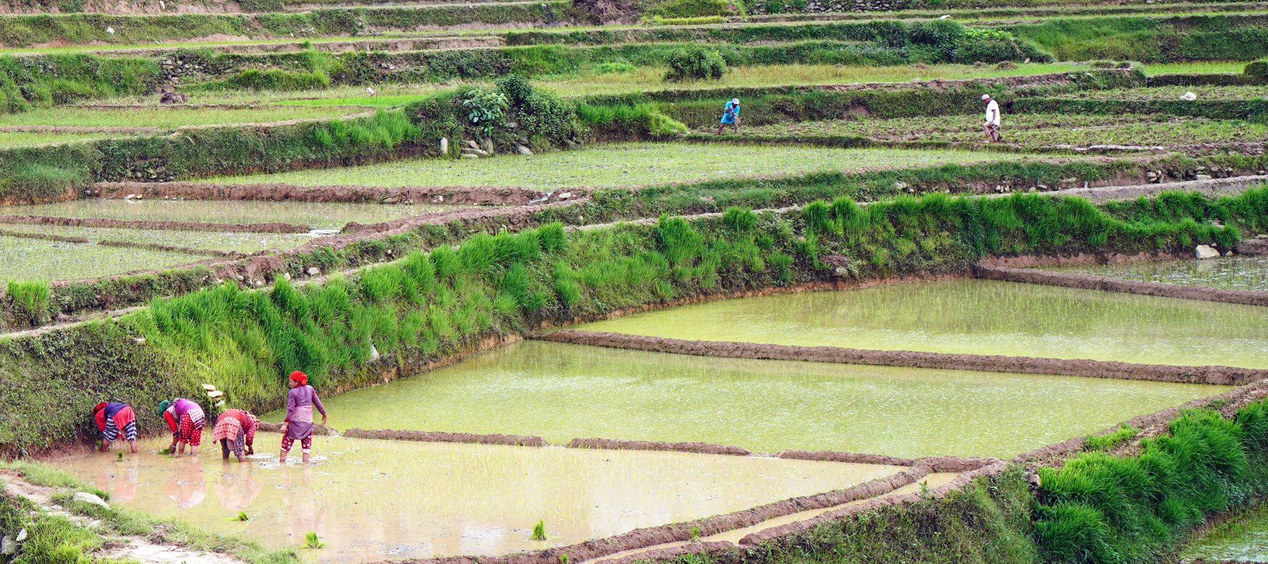 Agrotourism in Nepal