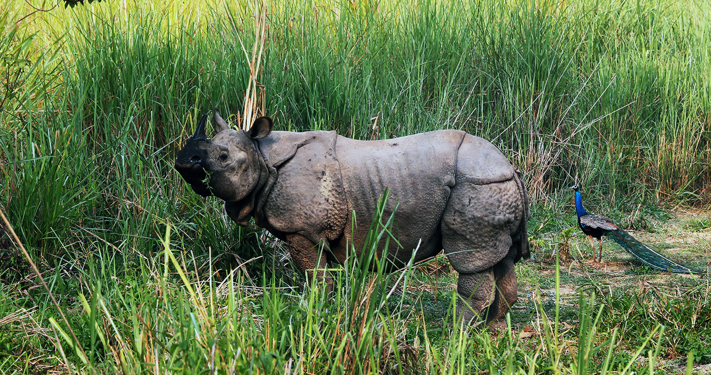 Wildlife Tours in Nepal