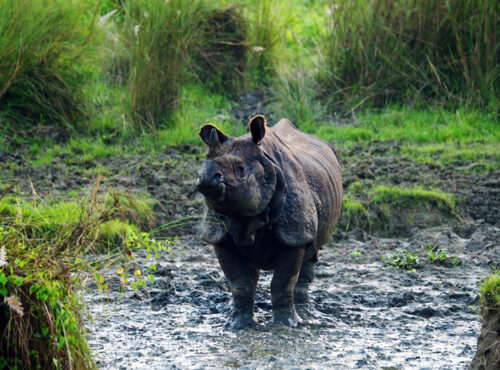 Nepal Wildlife Tour