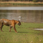 The Best of Wildlife and Jungle Safari Tour in Nepal in 7 Days