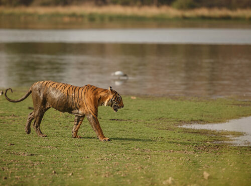 Safari Tour