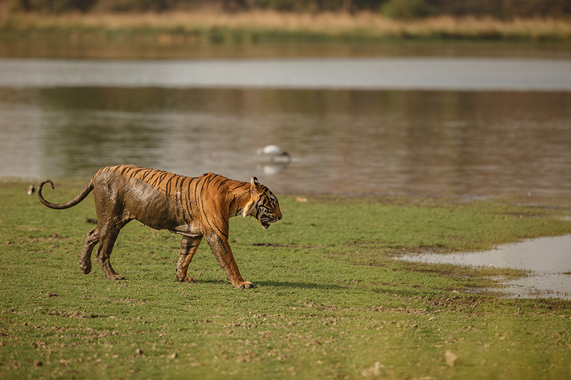 Safari Tour