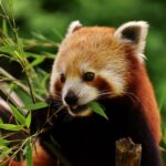 Red Panda Finding Tour in Nepal