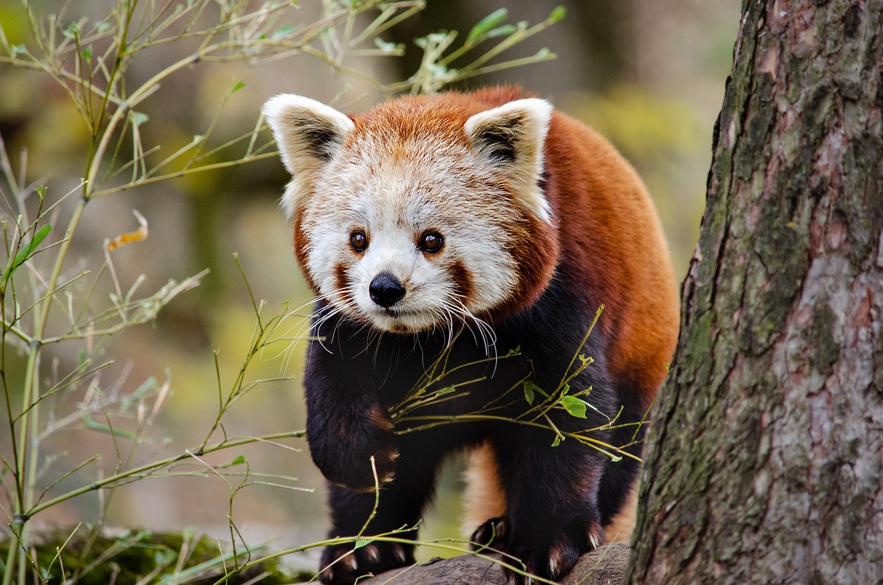 Red Panda Finding Tour in Nepal